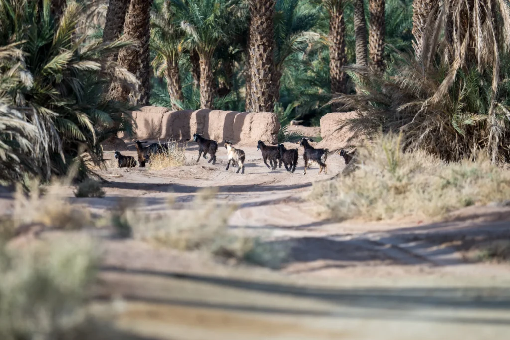 Morocco 4x4 Tour Road Crossing